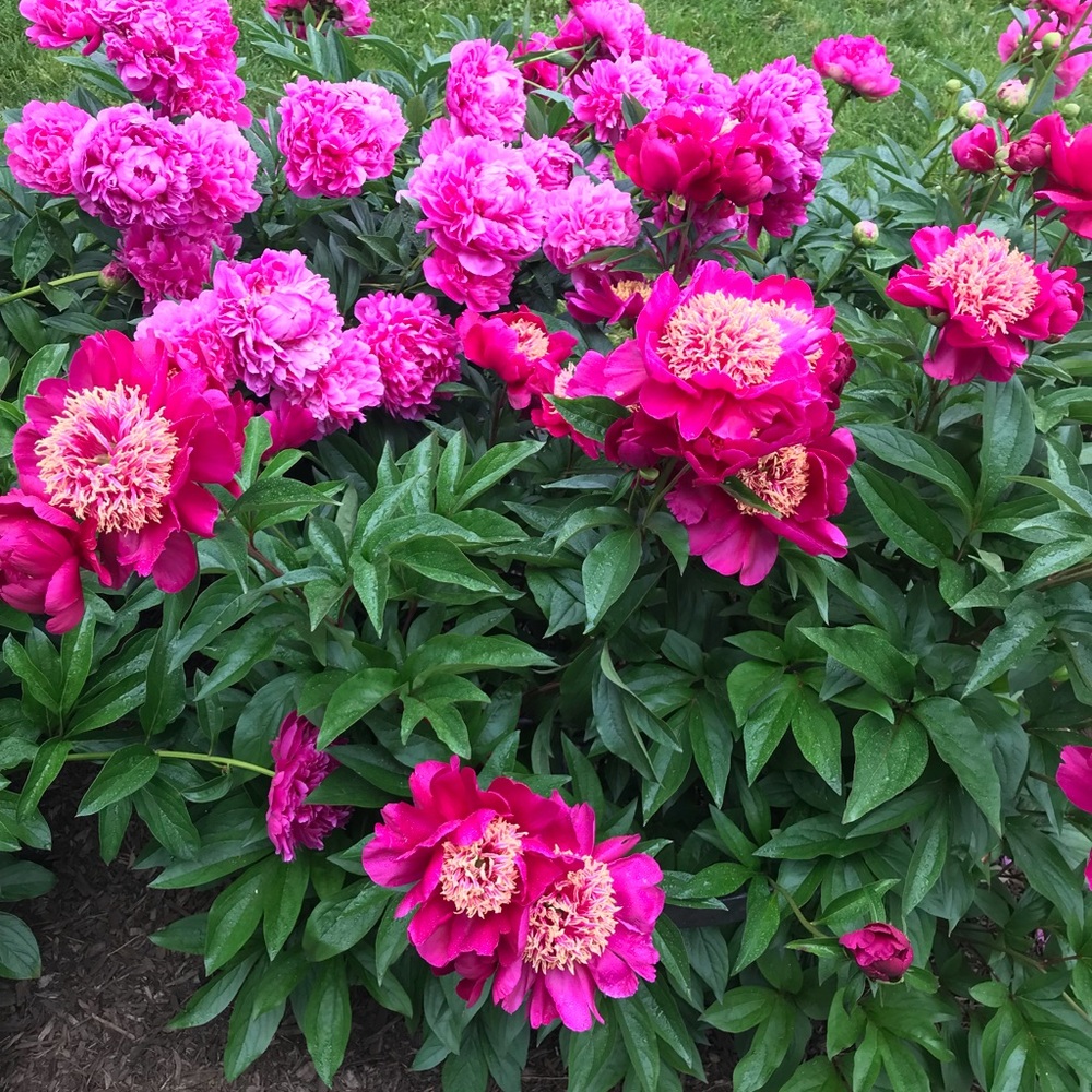 Meet your Posher, Shoshana